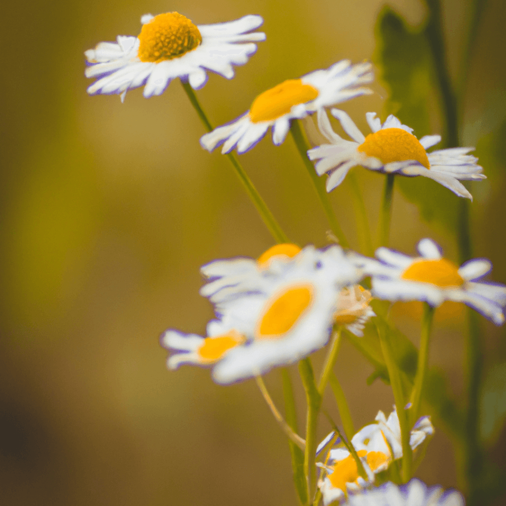 Chamomile flowers next to incense holder on linen fabric – sweet and soothing scent to ease anxiety before bed